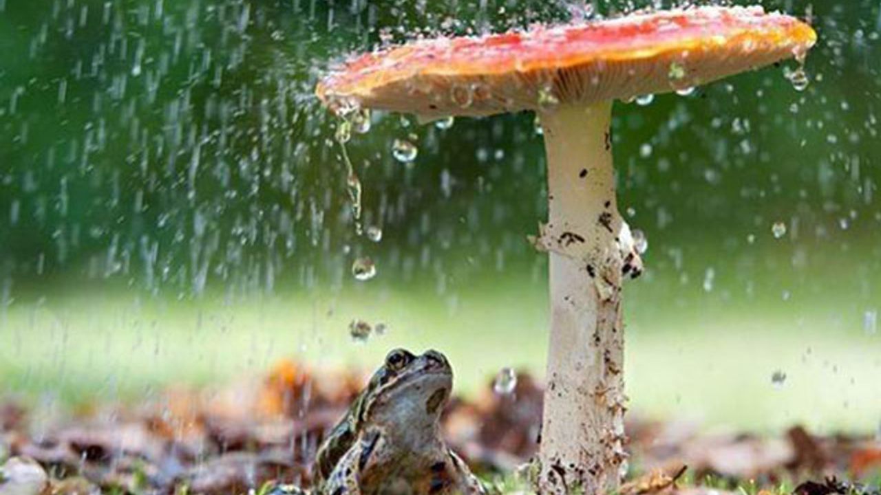 Rain animals. Грибы после дождя. Природа после дождя. Мухомор под дождем. Грибной дождь.