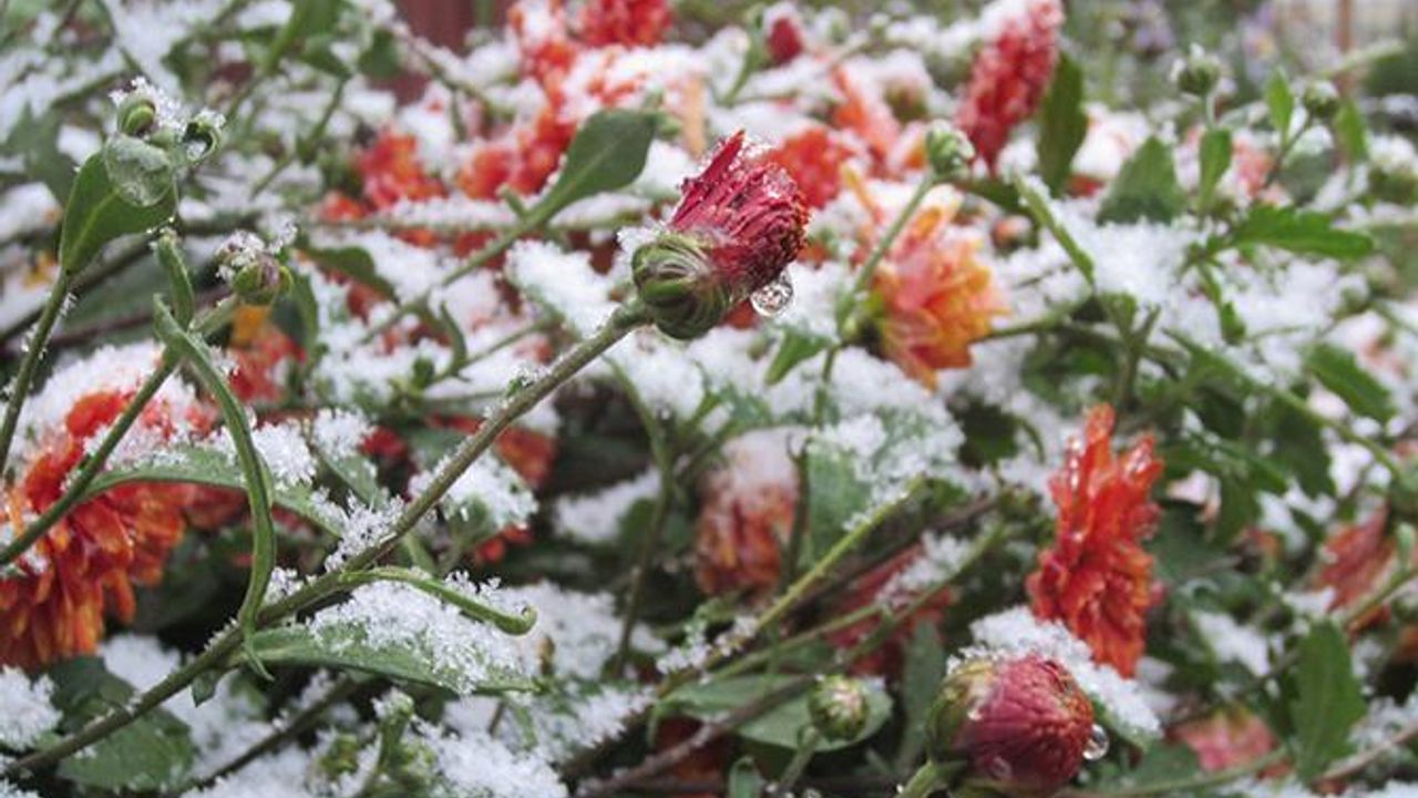 Заморозки ожидаются в ближайшее время. Заморозки. Первые заморозки. Летние заморозки. Розы на снегу.